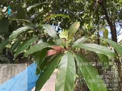 Osmanthus matsumuranus