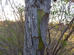 Geoffroea decorticans