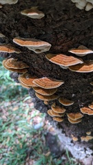 Inonotus mikadoi