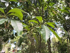 Osmanthus matsumuranus