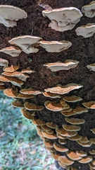 Inonotus mikadoi