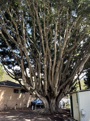 Ficus rubiginosa