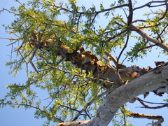 Geoffroea decorticans