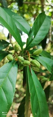 Osmanthus matsumuranus