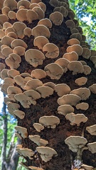 Inonotus mikadoi