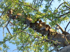 Geoffroea decorticans