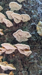 Inonotus mikadoi