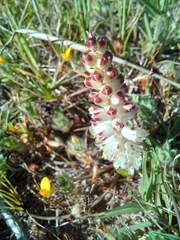 Lachenalia contaminata