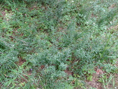 Genista tinctoria