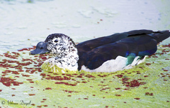 Sarkidiornis melanotos