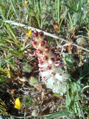 Lachenalia contaminata