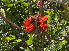 Erythrina ×sykesii