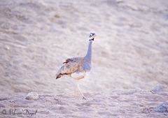 Eupodotis senegalensis