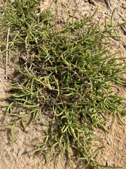 Salicornia perennis