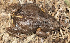 Amphibia