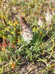 Lachenalia contaminata