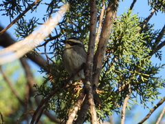Microspingus torquatus
