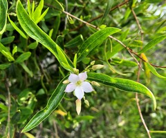 Billardiera cymosa