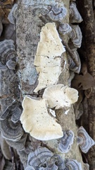 Trametes versicolor