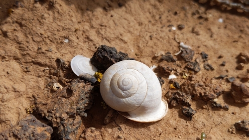 Hemicycla sarcostoma