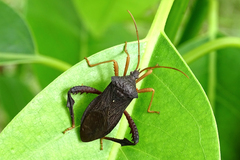 Acanthocephala bicoloripes