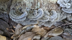 Trametes versicolor