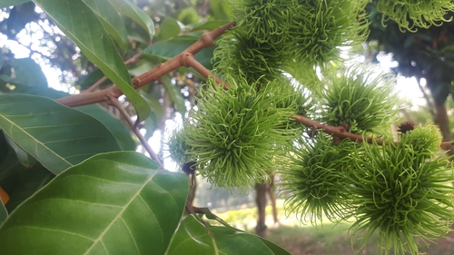 Nephelium lappaceum