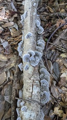 Trametes versicolor