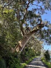 Angophora costata