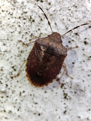 Dryadocoris apicalis