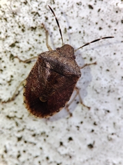Dryadocoris apicalis