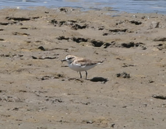 Charadrius leschenaultii