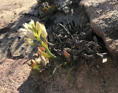 Ornithogalum