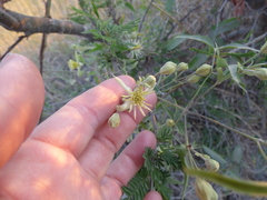 Clematis montevidensis