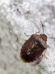 Dryadocoris apicalis