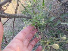 Clematis montevidensis