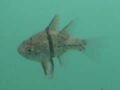 Sphaeramia orbicularis