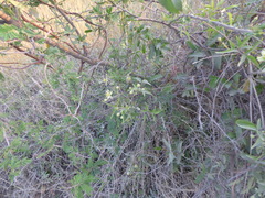 Clematis montevidensis