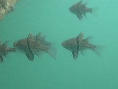 Sphaeramia orbicularis