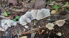 Daedaleopsis tricolor