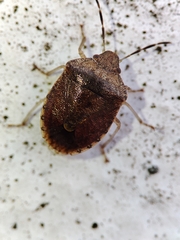 Dryadocoris apicalis