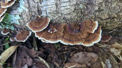 Daedaleopsis tricolor