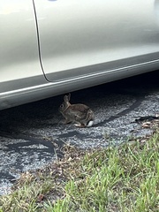Sylvilagus floridanus