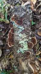 Daedaleopsis tricolor