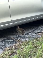 Sylvilagus floridanus