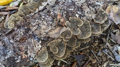 Daedaleopsis tricolor