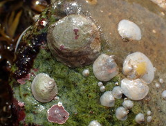 Heteranomia squamula