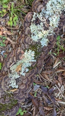 Daedaleopsis tricolor