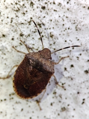 Dryadocoris apicalis