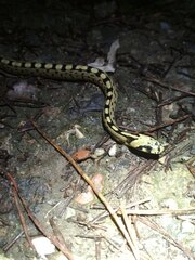 Zamenis scalaris